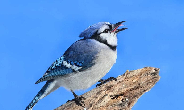 birds of illinois